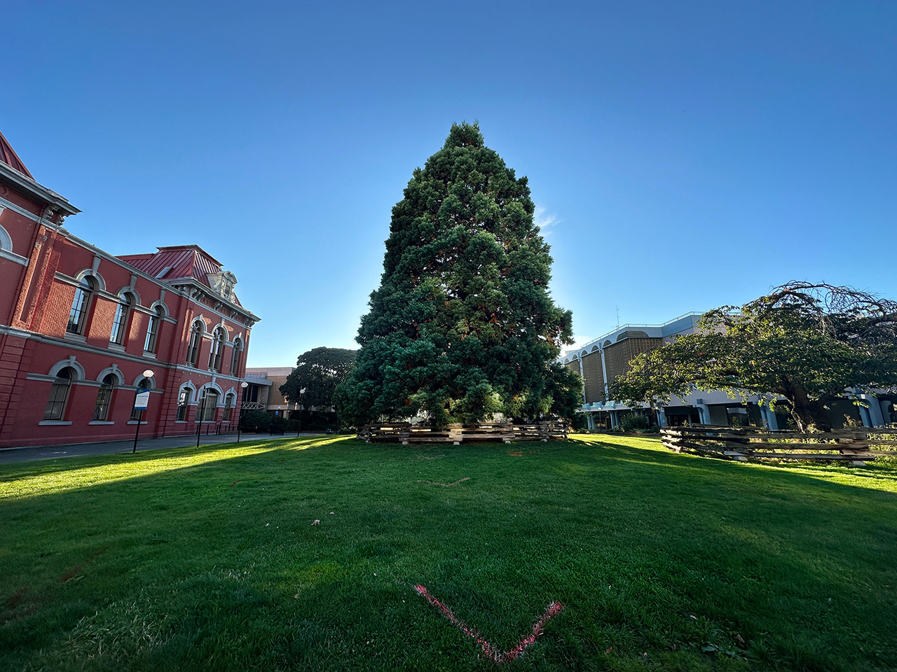 Climate funding Victoria’s Centennial Square and the Sequoia tree.