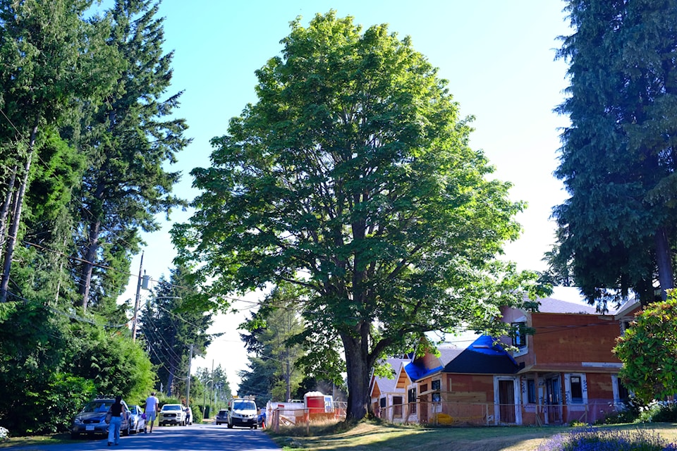 Neighbourhood saves a tree in Saanich
