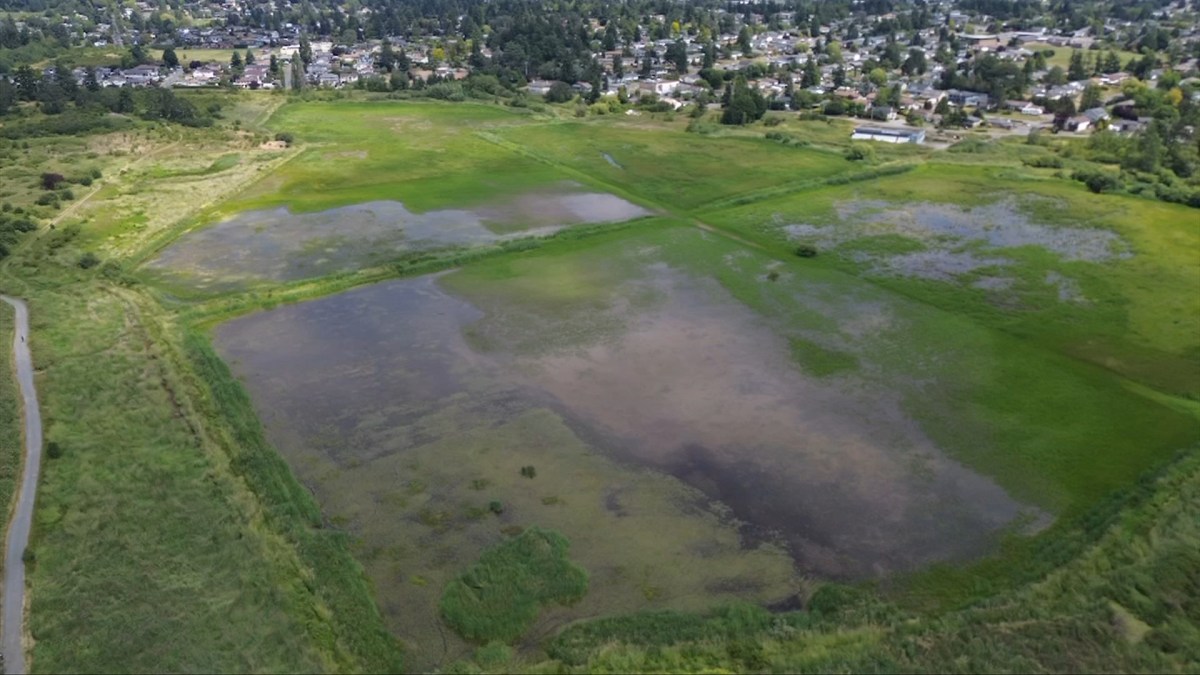 Saanich – Parts of Panama Flats to be designated as park to protect birds, off-limits for dogs