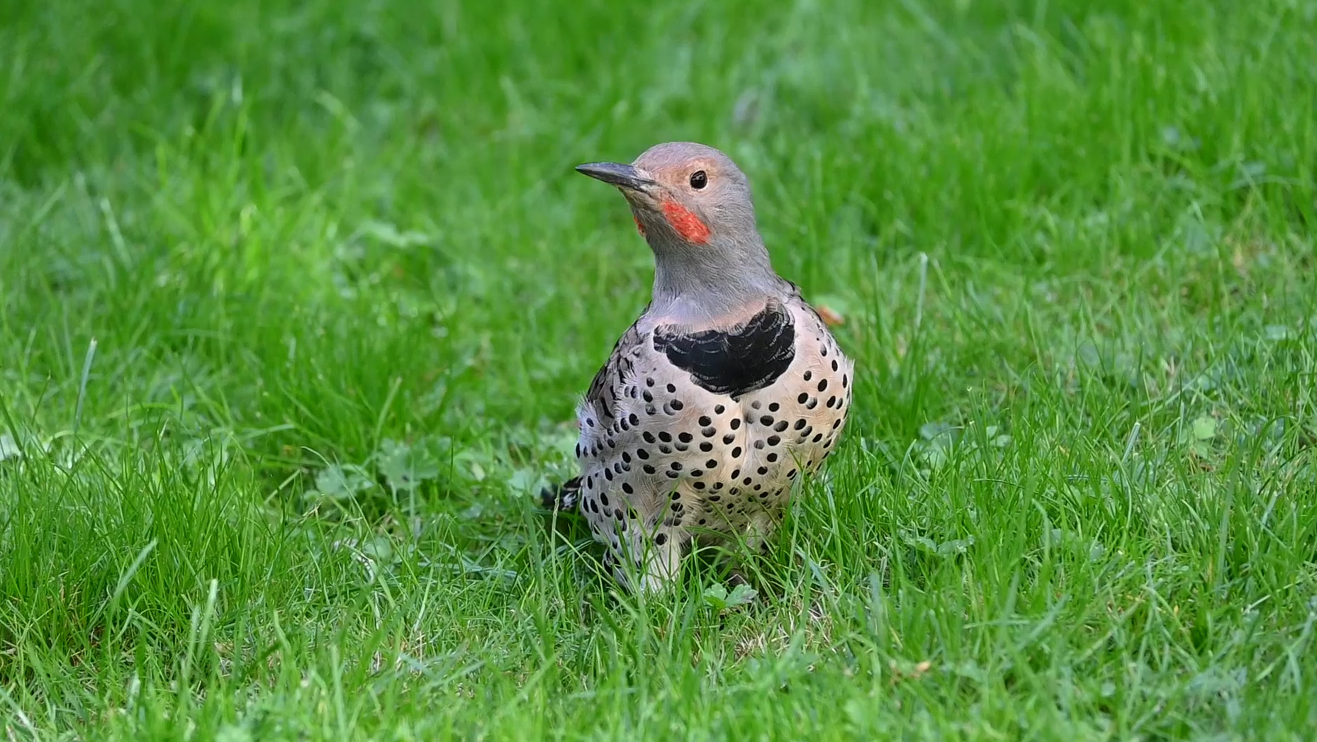 What Does It Mean to Live in an Urban Forest?