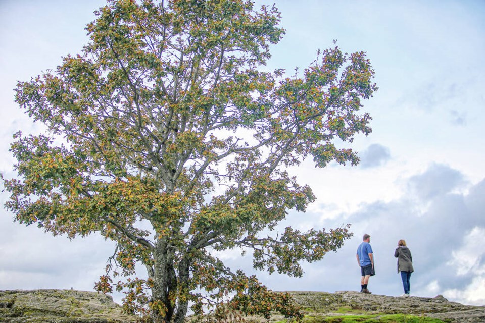 Comment: Garry oak ecosystem is under great threat in Saanich, Times Colonist, Feb 03, 2026.